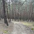 Bajada directa a la pista entre el bosque - sin señalizar- 