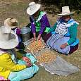 Mujeres trabajando el olluco -tubérculo andino- 