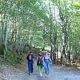 Subiendo por el Bois d Arribama un tupido bosque de hayas 