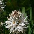 Detalle flor 