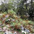 El camino se abre paso entre el bosque con subidas y bajadas 