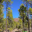 Bosque cerca de los Escurriales 