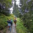 El sendero sigue por el bosque de abetos 