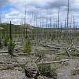 El bosque arrasado por el voraz incendio de 1988 