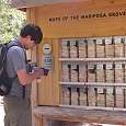 Por $.50 podemos adquirir un folleto en español con los caminos del Mariposa Grove 