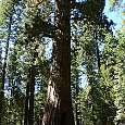 California Tunnel Tree 